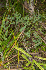 Pimelea acra