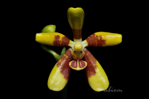 Fuscata Orchid