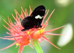 Heliconius doris viridis