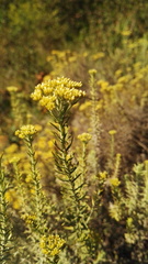 Helichrysum callicomum