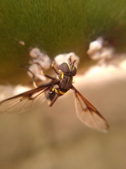 Eosalpingogaster cochenillivora