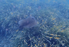 Pteroplatytrygon violacea