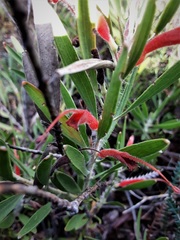 Adenanthos barbiger