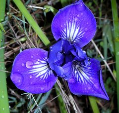 Iris macrosiphon