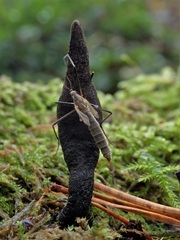 Tipula pagana