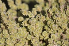 Maireana pyramidata