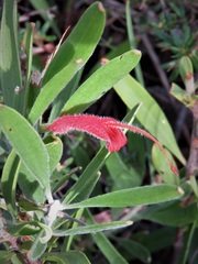 Adenanthos barbiger