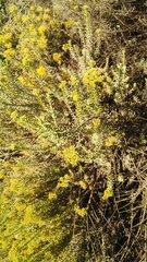 Helichrysum callicomum