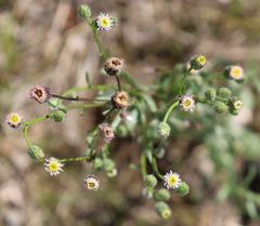 Erigeron acris acris