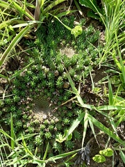 Euphorbia flanaganii
