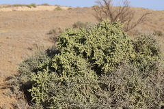 Maireana pyramidata