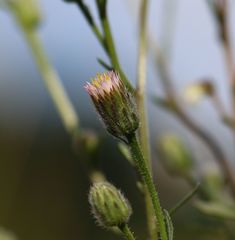 Erigeron acris acris