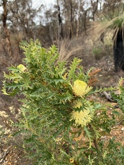 Banksia armata