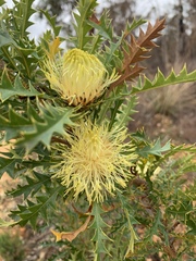 Banksia armata