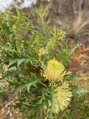 Banksia armata