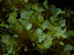 Dictyopteris undulata