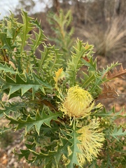 Banksia armata