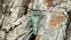 Saperda octopunctata