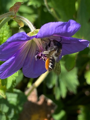 Megachile versicolor