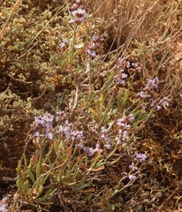 Limonium suffruticosum