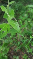 Rhagium fasciculatum