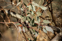 Eucalyptus albens