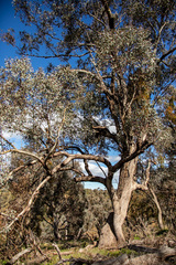 Eucalyptus albens