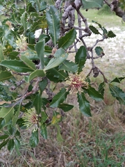 Banksia ilicifolia
