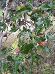 Banksia ilicifolia