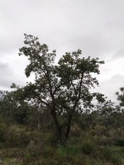 Banksia ilicifolia