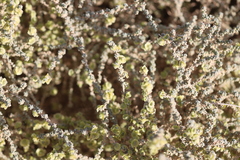 Maireana pyramidata