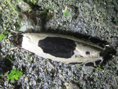 Morophaga bucephala