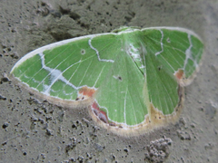 Comibaena nigromacularia