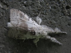 Calliteara pseudabietis