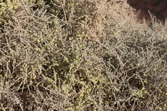 Maireana pyramidata