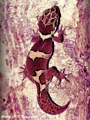 Cyrtodactylus speciosus