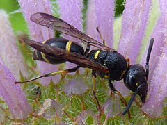 Parancistrocerus pensylvanicus