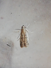 Gymnancyla ruscinonella