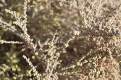 Maireana pyramidata