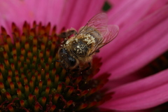 Apis mellifera