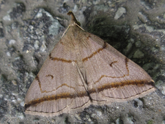 Zanclognatha griselda