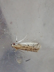 Gymnancyla ruscinonella