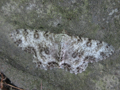 Ophthalmitis albosignaria