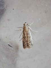 Gymnancyla ruscinonella