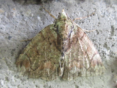 Dindica virescens