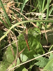 Sympetrum sanguineum