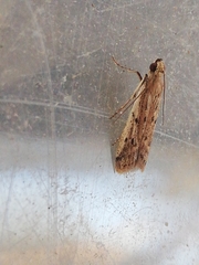 Gymnancyla ruscinonella