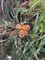 Banksia dallanneyi