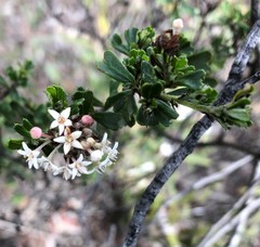Pomaderris obcordata