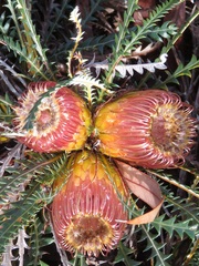 Banksia dallanneyi